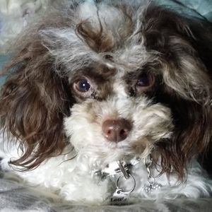 Meet your Posher, Rayne